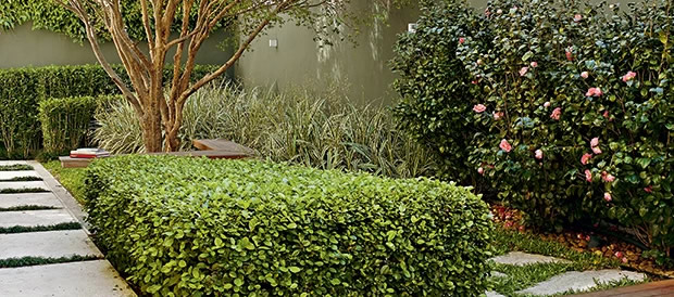 Desratização do quintal