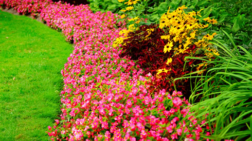 Desratização de jardins