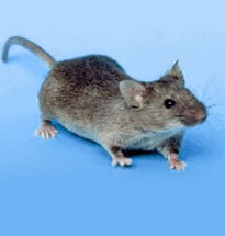 Rato doméstico - Mus musculus