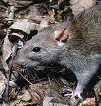 Ratazana