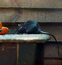 Rattus rattus